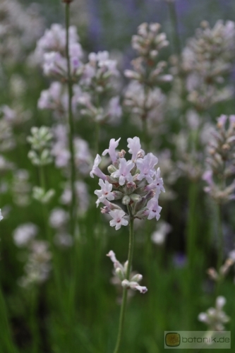 Lavandula angustifolia 'Loddon Pink' -- Lavendel